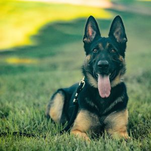 trained German Shepherd Auburn AL